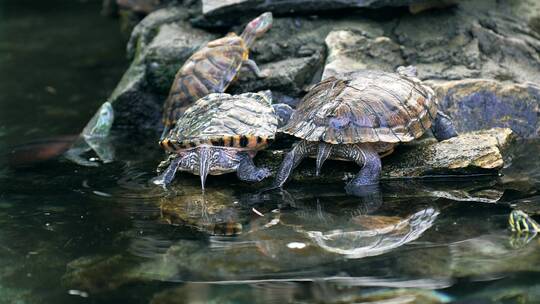 4K升格实拍北京红螺寺许愿池中的龟