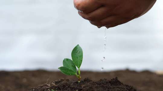 用手灌溉植物幼苗