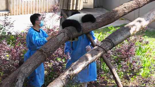 成都熊猫基地大熊猫幼崽不肯回家