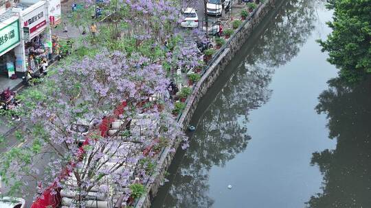 中国广东省广州市海珠区石溪涌蓝花楹