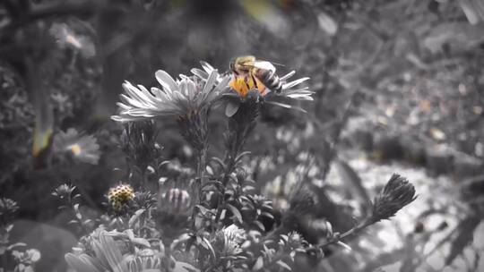 蜜蜂在花朵上觅食