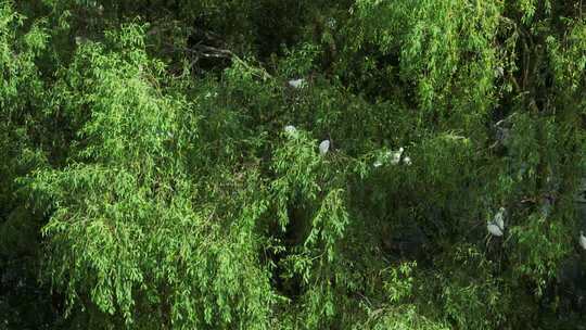 茂密柳树绿植景象