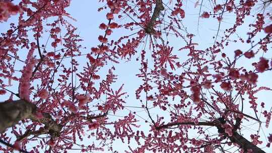盛开的红梅花朵绽放