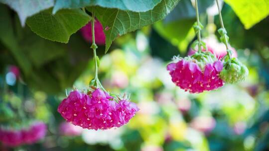 非洲芙蓉花