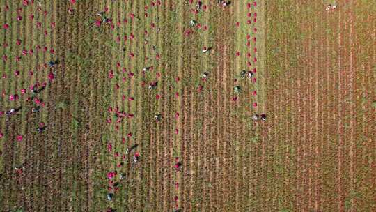 农田劳作俯拍景象