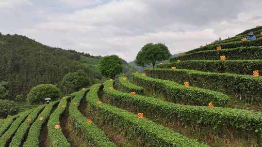 仙人山景区布央茶园航拍