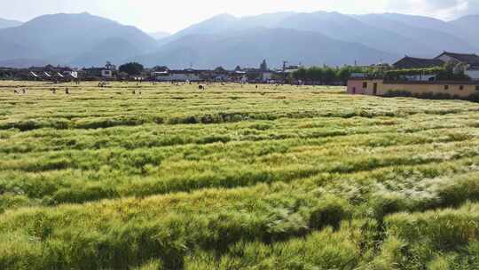 风吹麦浪 和美乡村农业景观唯美麦田 田园