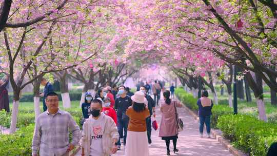 樱花大道