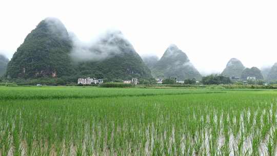水稻耕田播种种植生长成熟过程合集