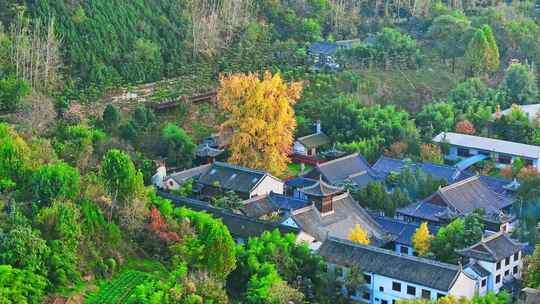 西安古观音禅寺千年银杏树