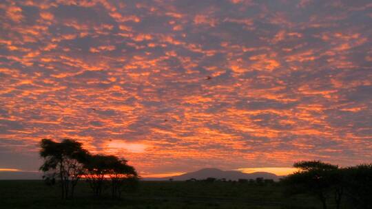 非洲平原上绚丽的红色和橙色日落