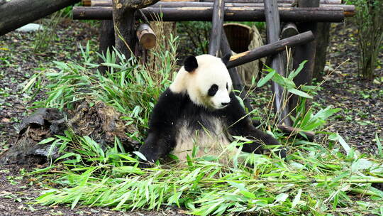 大熊猫花花吃竹子国宝熊猫趴着玩耍