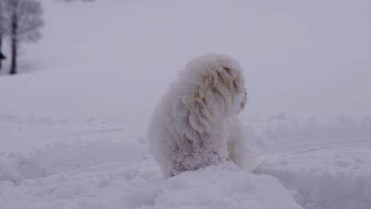 狗、雪、梗、冬天