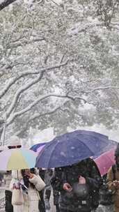 竖屏湖南大学岳麓书院下雪升格视频
