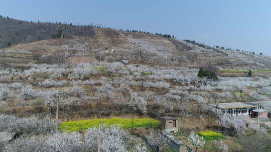 杏花节日满山遍野梯田鸠山闵庄