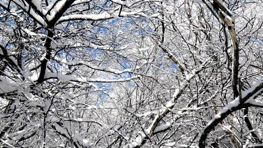 雾凇 冰挂 大雪阳光