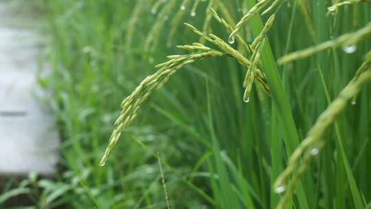 雨中的稻穗水稻特写雨露水珠田野