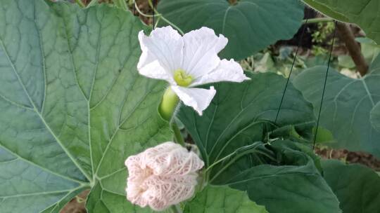 冬瓜花特效镜头