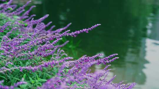 湖泊水波鲜花