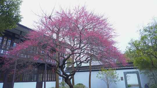 杭州西湖都锦生故居梅花风景