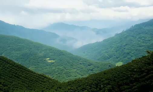 南方茶园满山茶树采茶 (1)