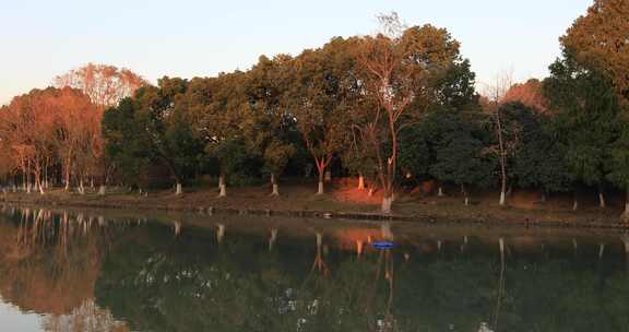 阳光湖水树林美丽冬天城市湿地公园生态风光