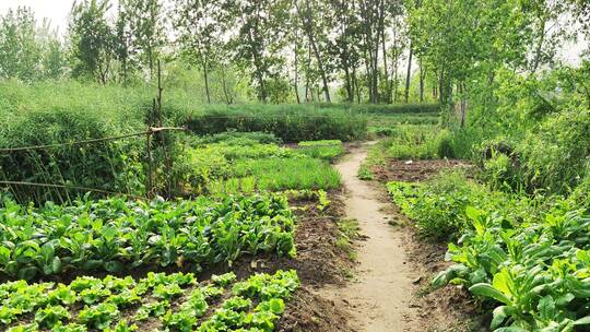 疫情城市农村街道菜园春天绿色植物