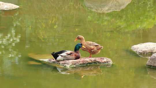 春天池塘中的一对鸭子