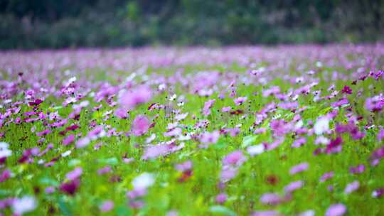 格桑花合集 格桑花海 野花盛开 格桑花升格