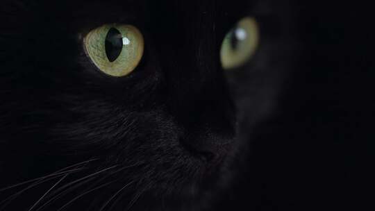 黑色猫咪睁着眼睛到处看