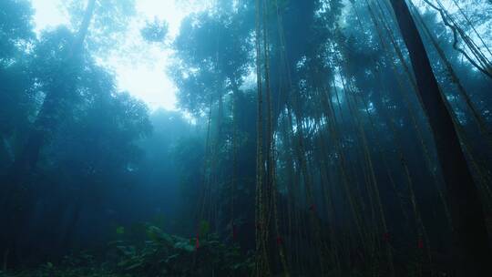 大自然热带雨林风景