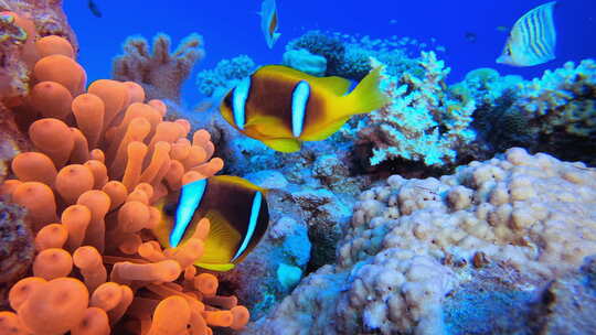 海底珊瑚和鱼群视频素材模板下载