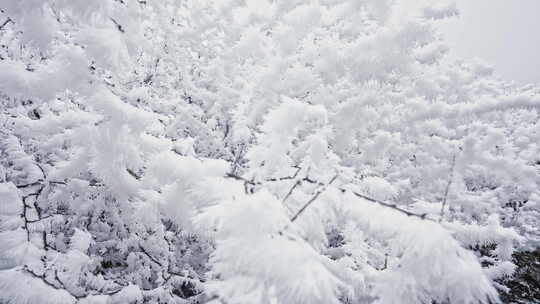 冬季雪松