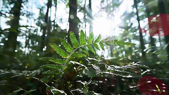 森林清晨树林阳光大自然生态植物树叶风景风