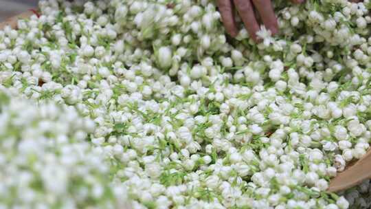 唯美茉莉花与茉莉花茶制作福州茉莉花种植园