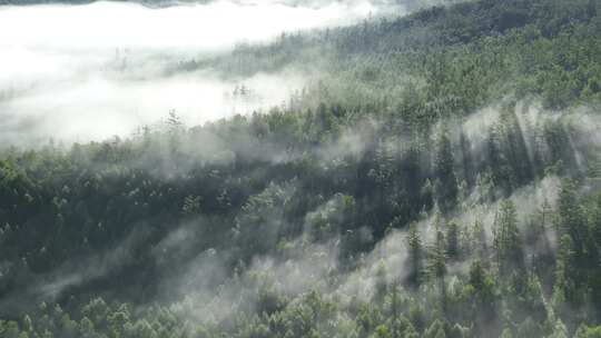 大兴安岭自然风光森林云雾林海晨景