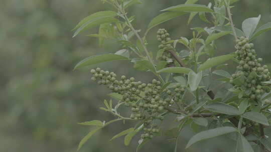 云南青花椒种植4k视频