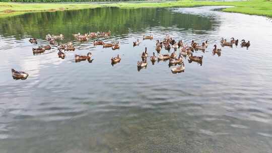 水中鸭子游泳 清澈河水鸭子春天