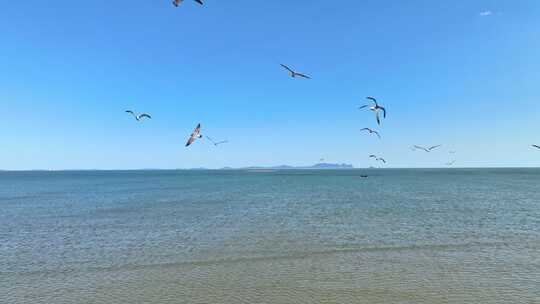 航拍大海与海鸥