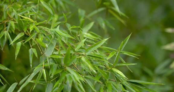 秋天 绿叶匆匆 枝繁叶茂 生机勃勃 绿色世界