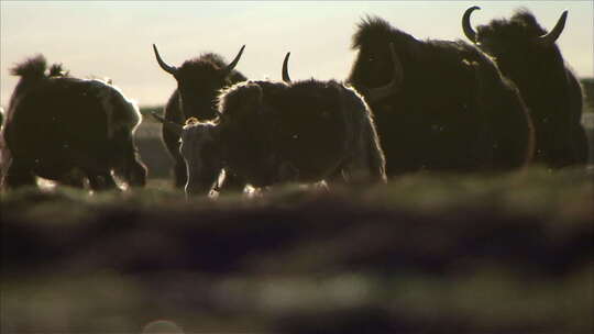 西藏高原牧场牦牛视频素材模板下载