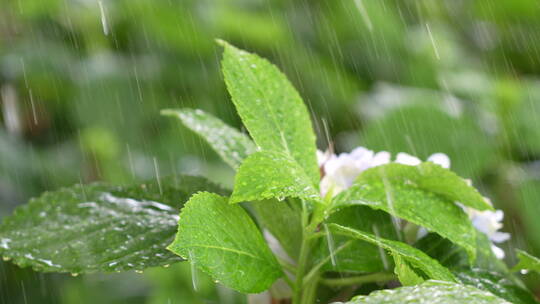 下雨中的绿色植物