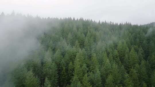 云雾缭绕的森林绿色