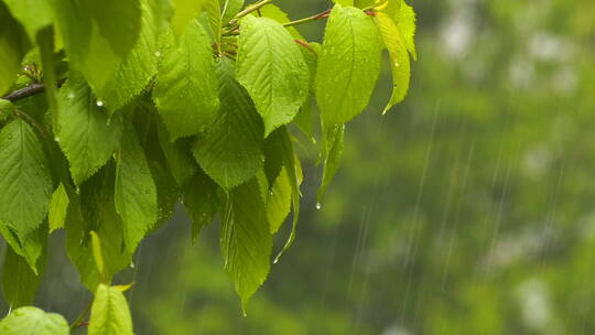 绿叶上的雨水视频素材模板下载