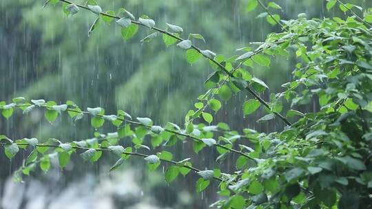 4K 雨天 下雨 雨落在植物上 大雨 花草