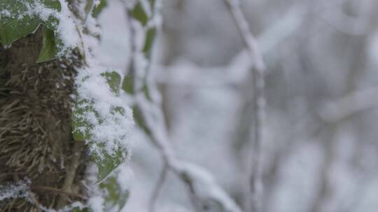 白雪覆盖树叶的特写镜头