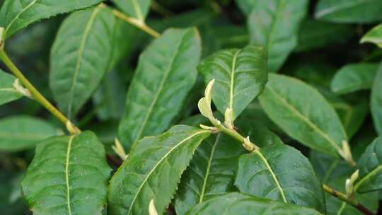 茶叶 茶 品茶 采茶制茶 茶山 摘茶