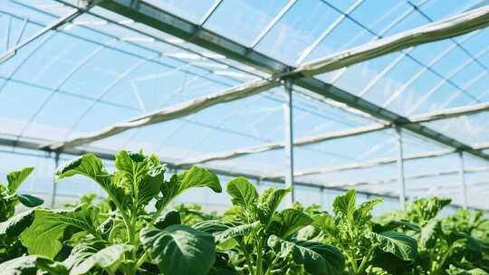 温室大棚内的蔬菜种植画面