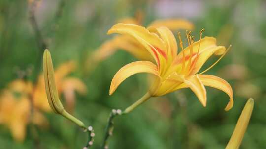 萱草花、黄花菜4K120帧升格视频