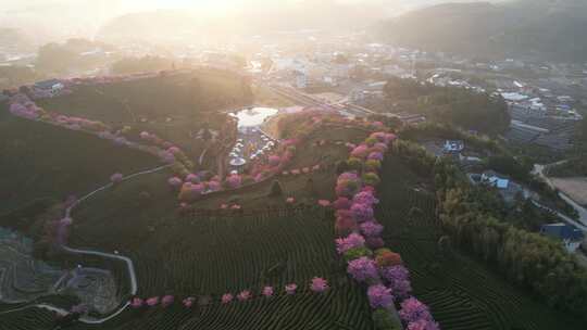 4K航拍福建龙岩台品樱花茶园